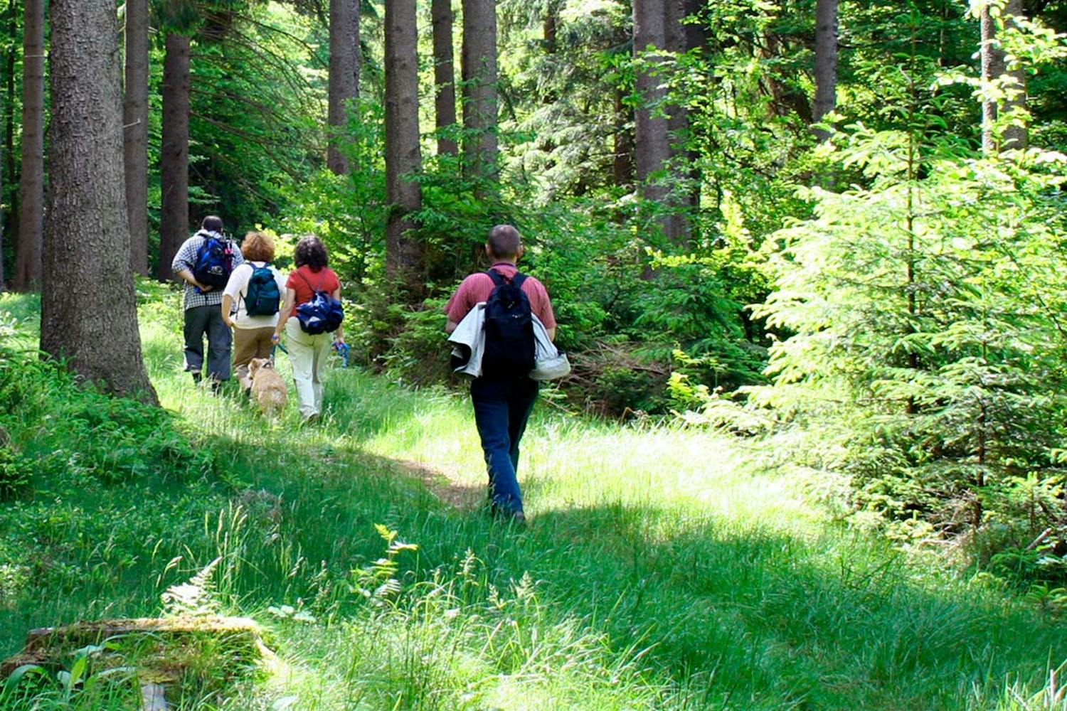 Fästing borrelia Fästing vaccin